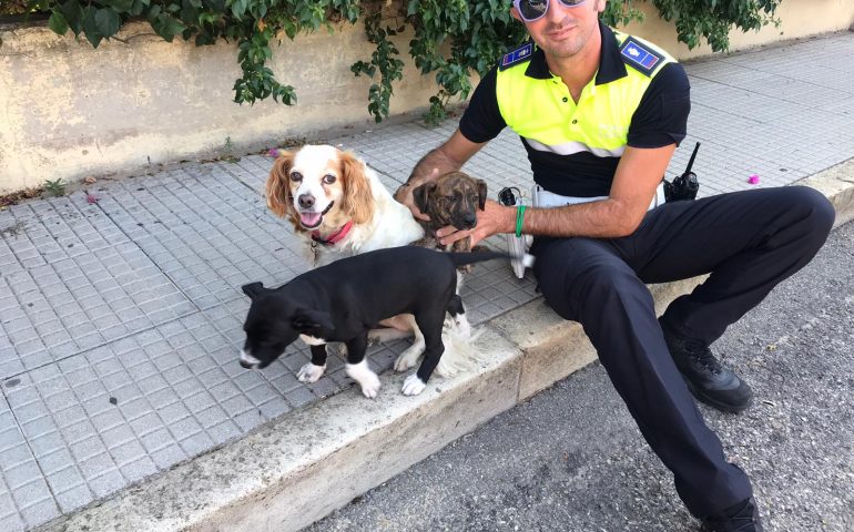 Cuccioli di Pitt Bull abbandonati al castello di San Michele, ora sono in canile e cercano famiglia