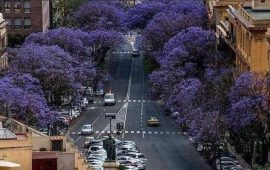 salviamo-alberi-cagliari