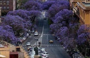 salviamo-alberi-cagliari