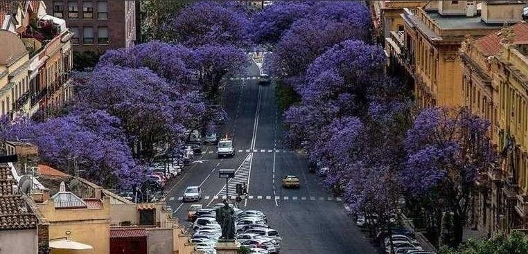 salviamo-alberi-cagliari