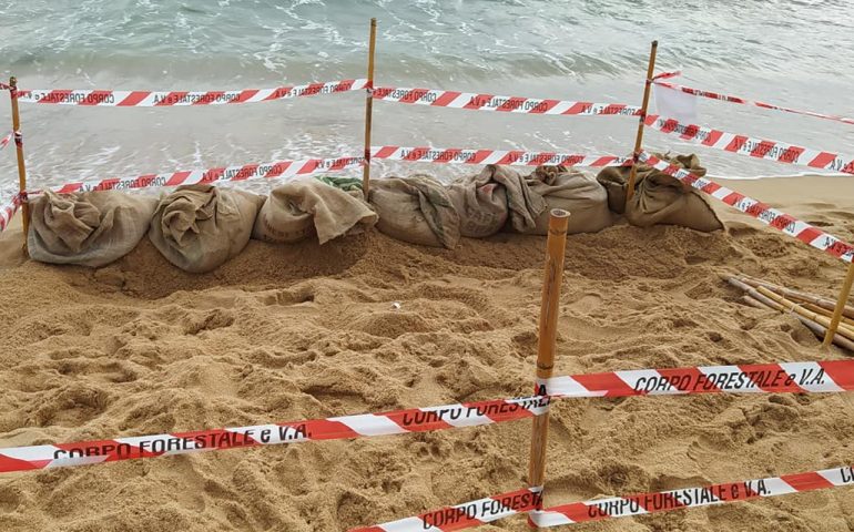 Oltre 65 fiocchi rosa e azzurri a Chia: nella notte sono nate le tartarughine