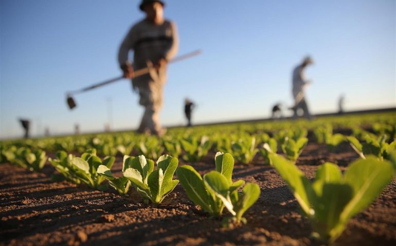 Legge bilancio. Coldiretti Sardegna: 450 milioni per l’agricoltura