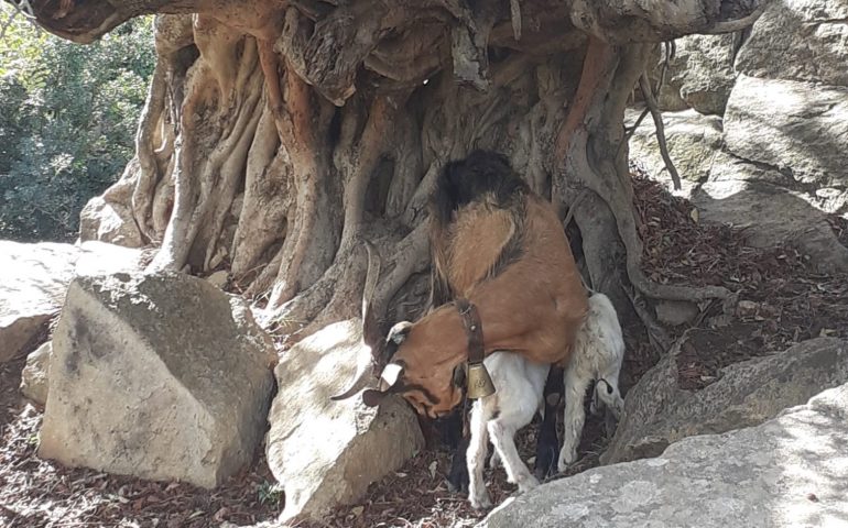 La foto. La spettacolarità che ci regala madre natura