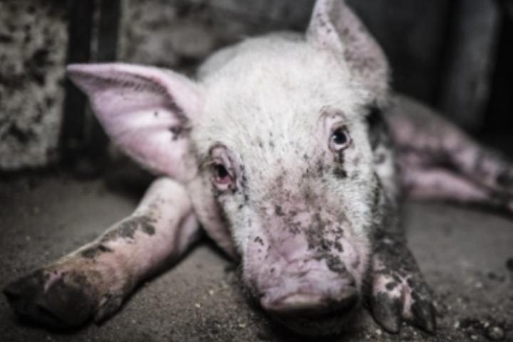 Tratalias: scoperto allevamento abusivo di maiali, gli animali tenuti in condizioni pessime