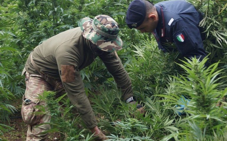 Macomer, scoperta nelle campagne maxi piantagione di marijuana. Un arresto