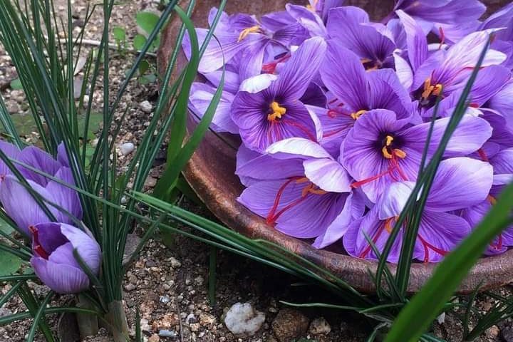 La foto: l’oro rosso di San Gavino, la raccolta dei crocus da cui si ricava lo zafferano