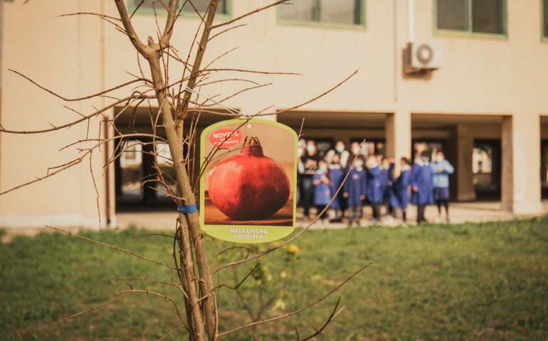 Donati alle scuole di Cagliari alberi di melograno, fioriranno in primavera