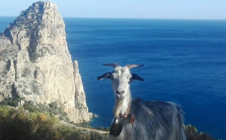 La foto. Simpatici incontri a Baunei