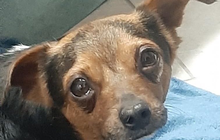 cane