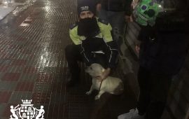 kelly, cagnolina polizia locale