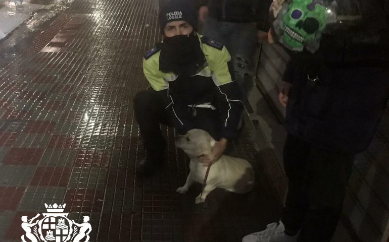 kelly, cagnolina polizia locale