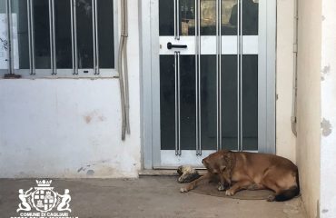 cane-aggressivo-cagliari