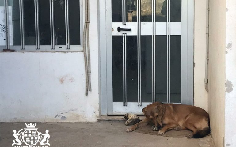 cane-aggressivo-cagliari