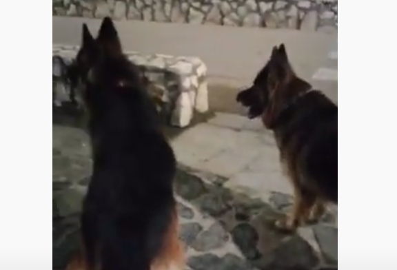 cani-poetto