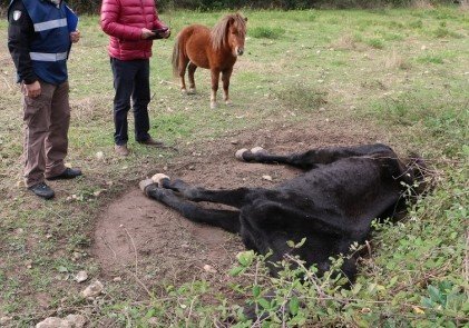 Processo per la morte di Re Furio: gli imputati parlano di colica, gli animalisti insorgono