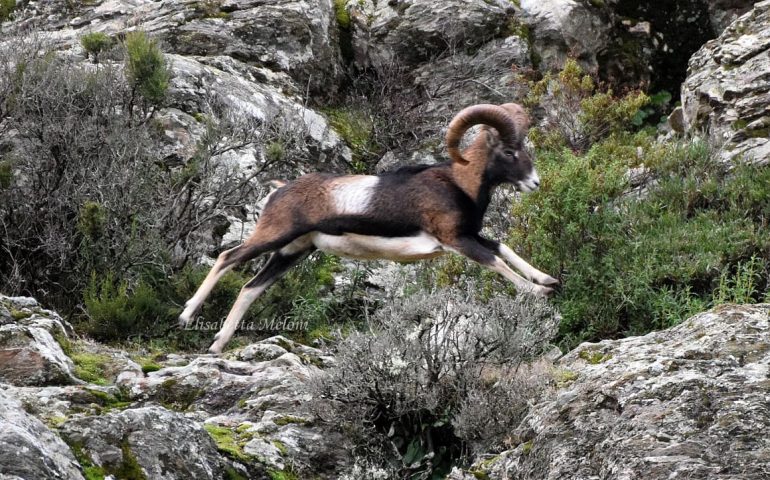 (FOTO) Il muflone, l’animale più rappresentativo della Sardegna, negli scatti di Elisabetta Meloni