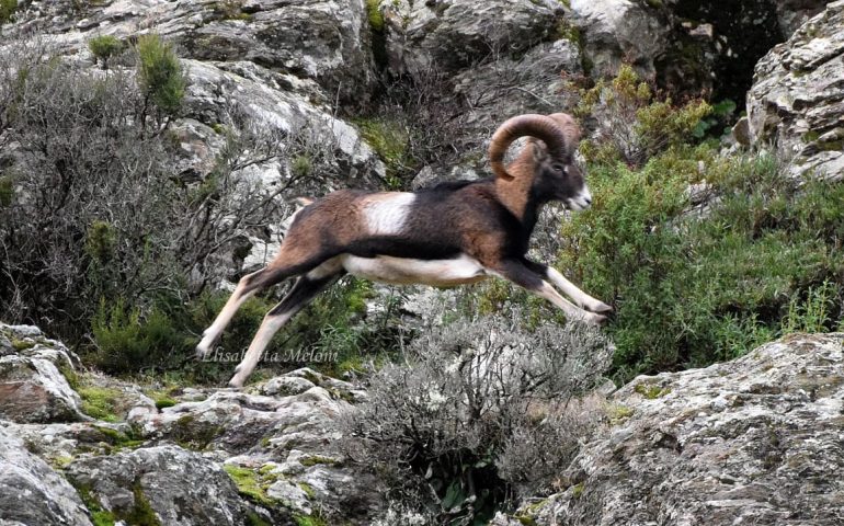 (FOTO) Il muflone: animale tra i più rappresentativi della Sardegna, negli scatti di Elisabetta Meloni