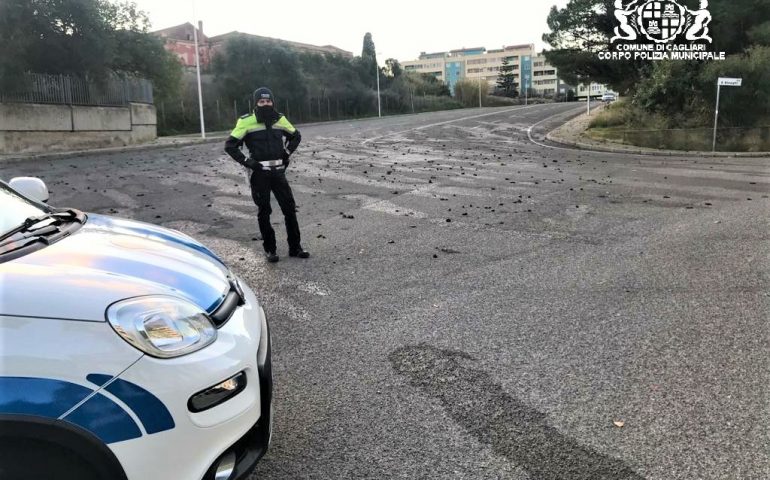 Cagliari: gregge incustodito crea disagi alla circolazione e insudicia la strada