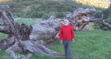 La raccolta fondi per un giardino naturale intorno al Pino Secolare di Fluminimaggiore, abbattuto dal vento