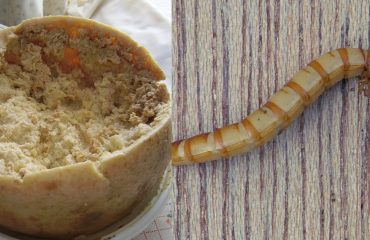 Casu marzu vs insetti