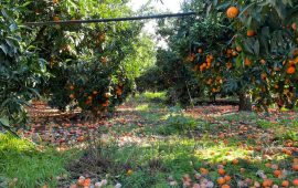 clementine-villacidro