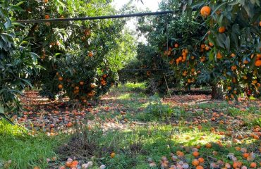 clementine-villacidro