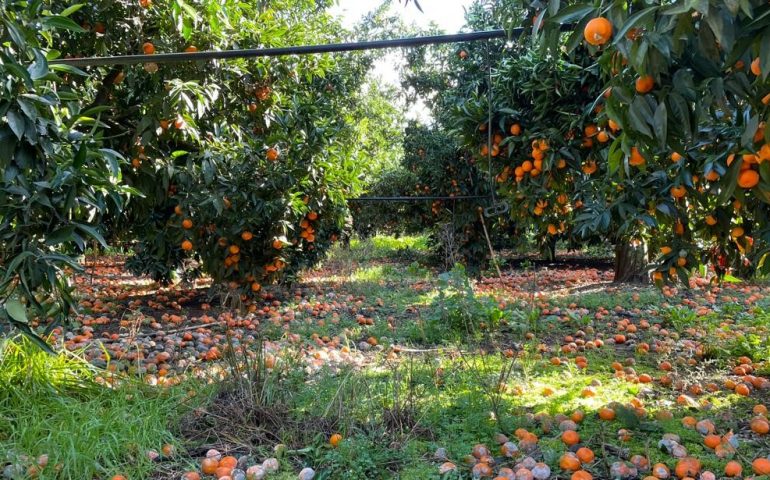 clementine-villacidro