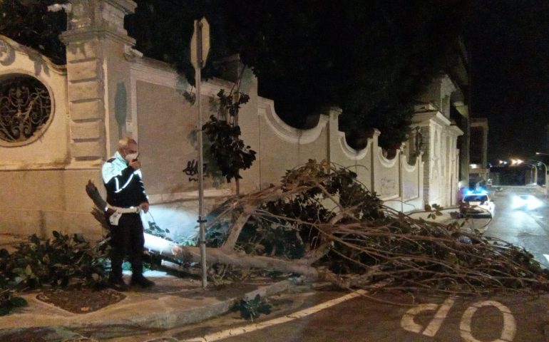 Cagliari: grosso ficus cade in viale Trento invadendo anche la carreggiata