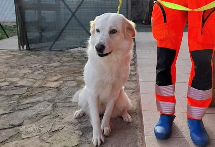 Ten, salvata e curata dai volontari del Soccorso Sanitario di Flumini cerca una famiglia