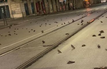 uccelli-morti-roma