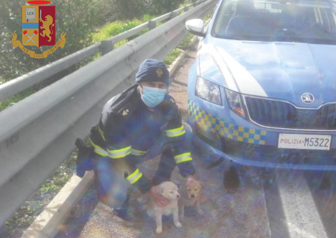 Cuccioli abbandonati in una scarpata: li salva la Polizia