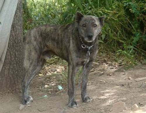 Un esemplare di dogo sardo - Foto dal blog Animali e Animali