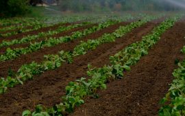 agricoltura-campo-fragole