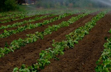 agricoltura-campo-fragole