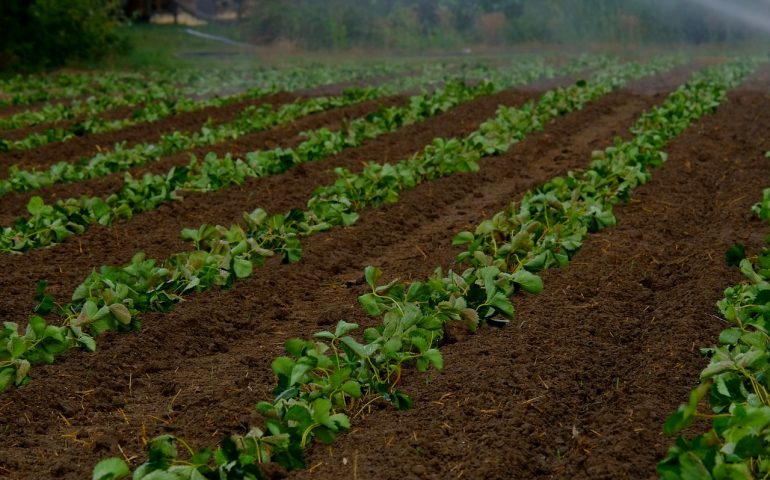 agricoltura-campo-fragole