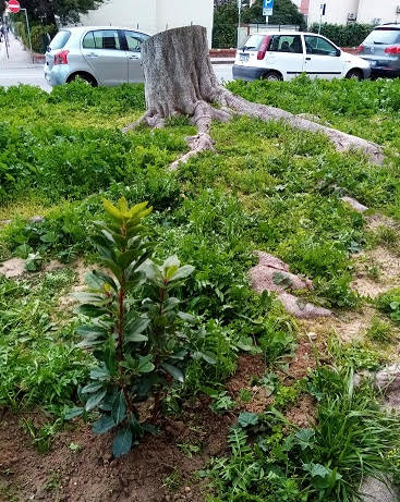 La foto. Tre corbezzoli piantati da privati nell’aiuola di via Dei Giudicati a Cagliari