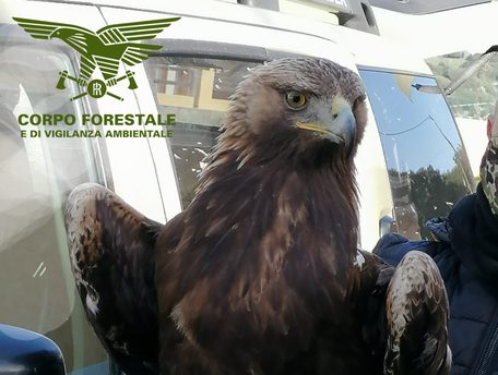 Aquila reale ferita soccorsa dal Corpo forestale a Oniferi