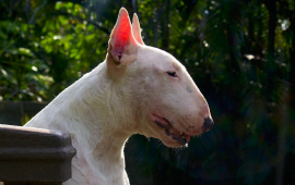 bull-terrier.png