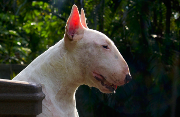 bull-terrier.png