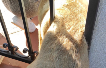 cane-incastrato