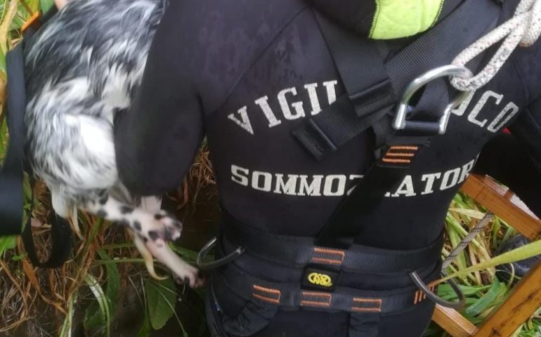 I Vigili del Fuoco salvano due cani caduti in un pozzo