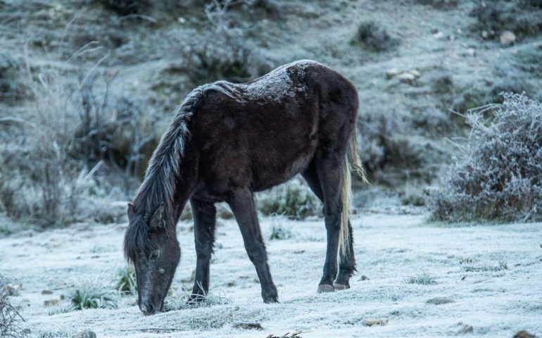 La foto. Il grande freddo arriva in Ogliastra