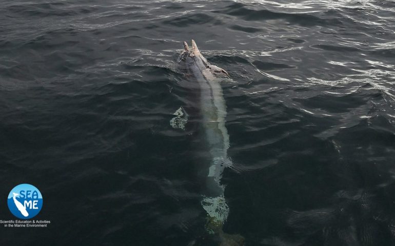 Sardegna: ritrovato un altro delfino morto nelle acque dell’Isola