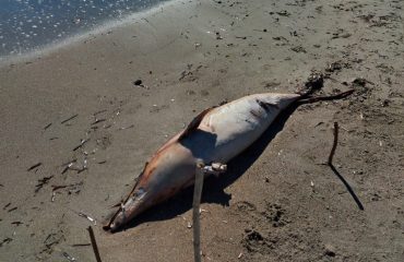 delfino-poetto-1