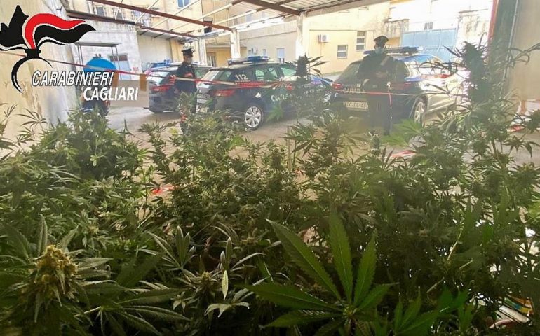 marijuana-sanluri-carabinieri (2)