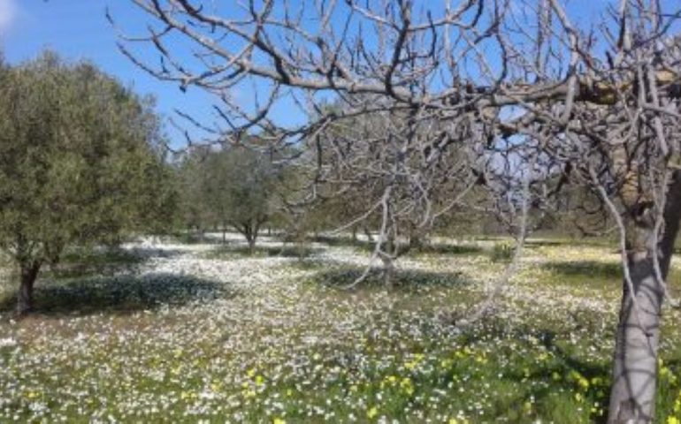 Meteo, ancora giorni da primavera in Sardegna: ma domenica giù le temperature