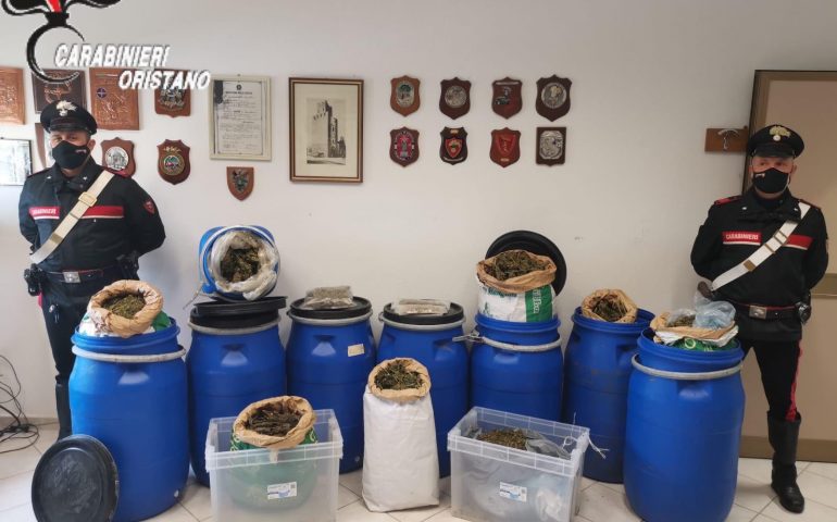 Solarussa: 50 chili di Marijuana in contenitori nascosti nei pascoli, arrestato allevatore