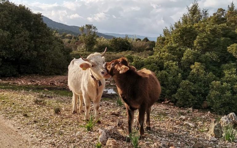 La foto. È primavera…la stagione dei nuovi amori