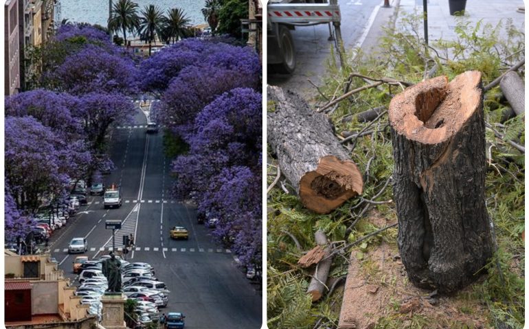 Le Jacarande del Largo: 14 eradicate, 5 potate e 3 trasferite, cominciano i lavori