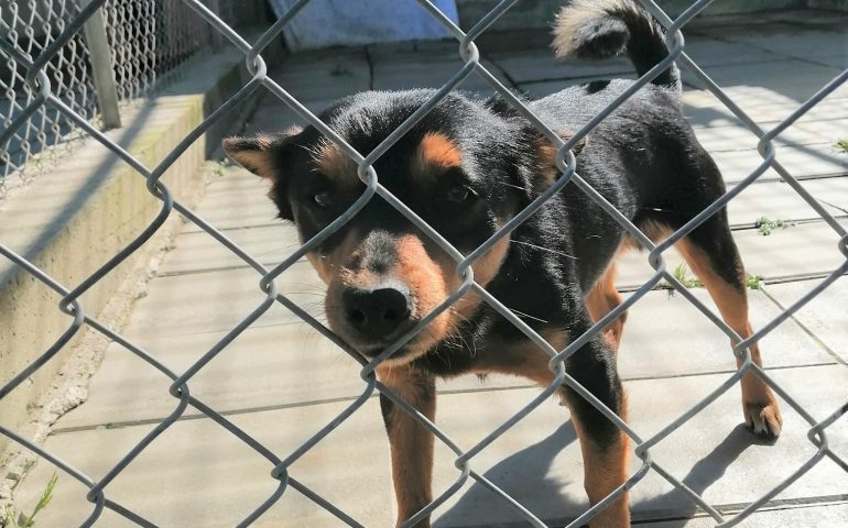 Leo, mini cagnetto abbandonato in una gelida giornata d’inverno. In cerca di casa